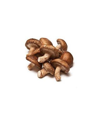 Funghi shiitake 1,5 kg